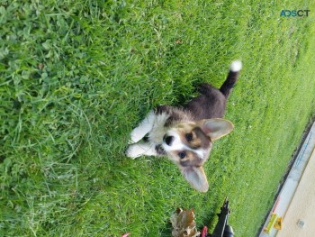 Sweet Pembroke welsh corgi puppies