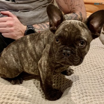 Blue French Bulldog puppies