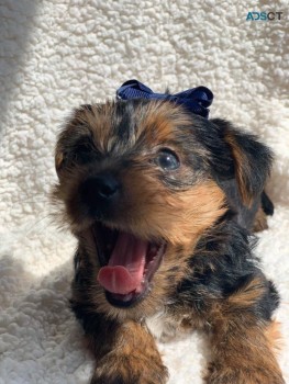 Rare & Stunning Yorkshire Terrier 