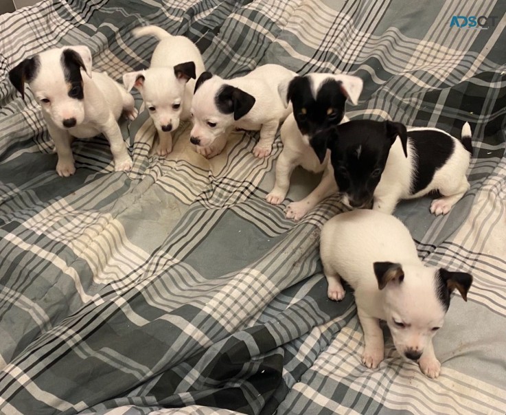 Gorgeous Jack Russell Puppies For sale 