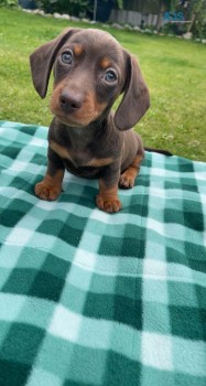 Smooth Hair  Dashchund Puppies For Sale