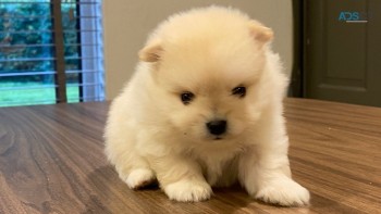 Top Quality Pomeranian Puppies Available