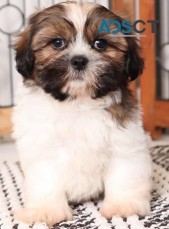 Shih Tzu puppies for sale