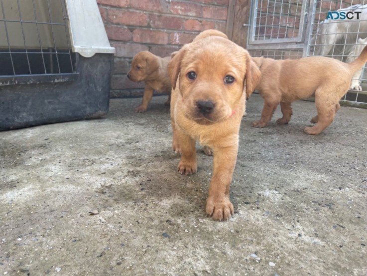 Adorable Labrador Retriever Puppies