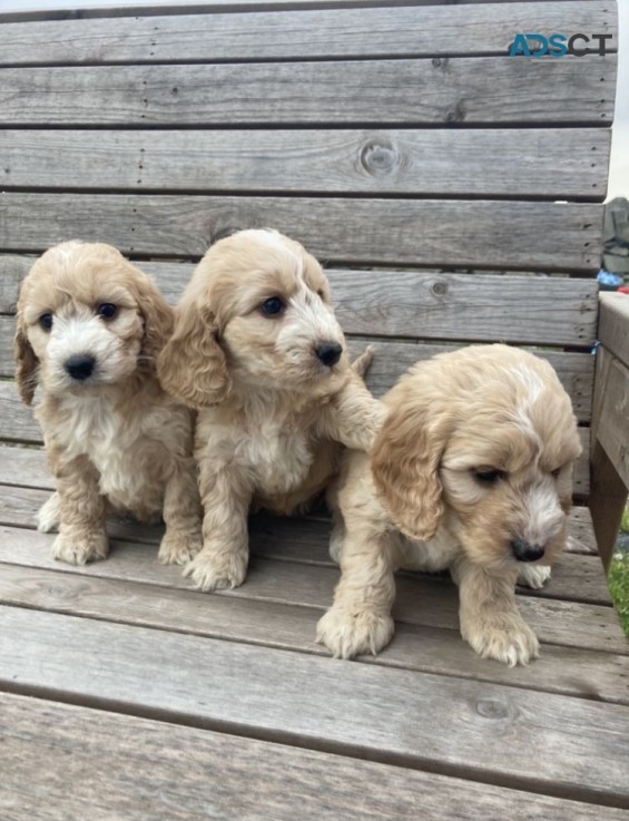 Outstanding Cockapoo  Puppies for Sale