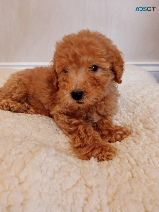 Red color Goldendoodle  Puppies for Sale