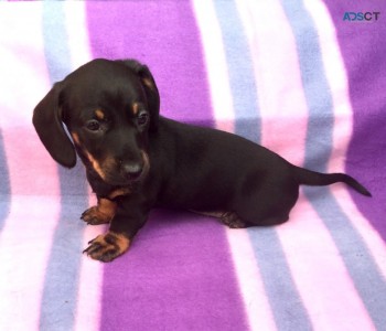 Cutest  Dashchund Miniature  Puppies for