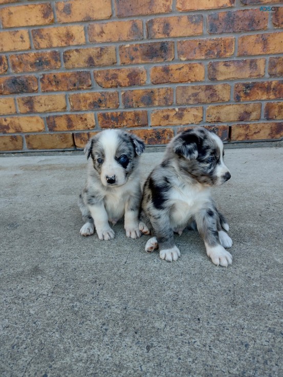 Australian Shepherd Puppies for sale 