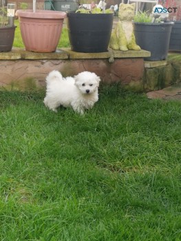 Bichon Frise Pupps For Sale 