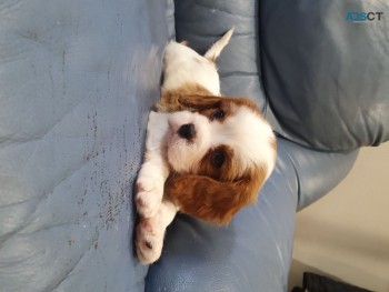 Adorable Cavalier King Charles  puppies 