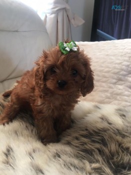 Toy Poodle Puppies  for sale Now 