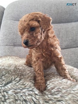 Toy Poodle Puppies  for sale Now 