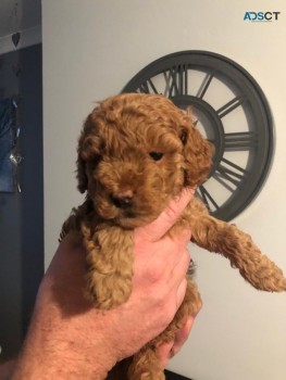 Toy Poodle Puppies  for sale Now 