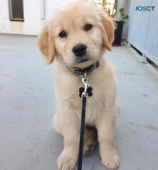 Golden Retriever Puppies Available