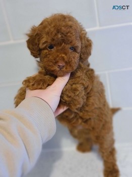 Toy Poodle Puppies  for sale Now 