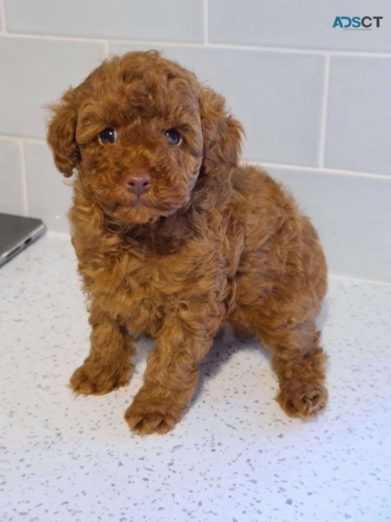 Toy Poodle Puppies  for sale Now 