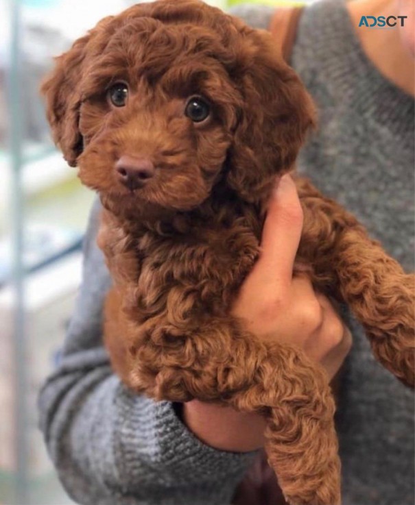 Toy Poodle Puppies  for sale Now 