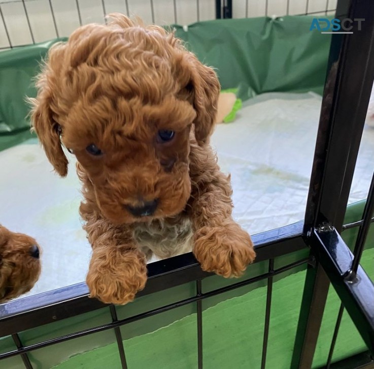 Toy Poodle Puppies  for sale Now 