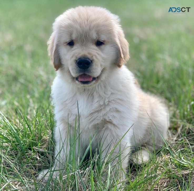 Golden Retriever Puppies Available