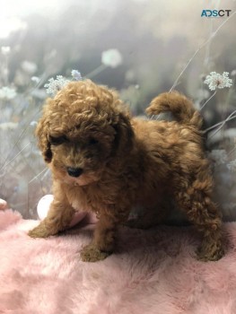 Toy Poodle Puppies  for sale Now 