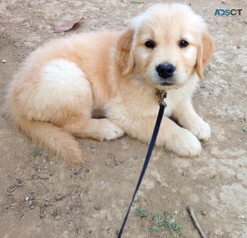 Golden Retriever Puppies Available