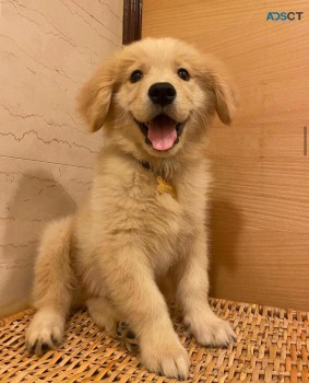 Golden Retriever Puppies Available