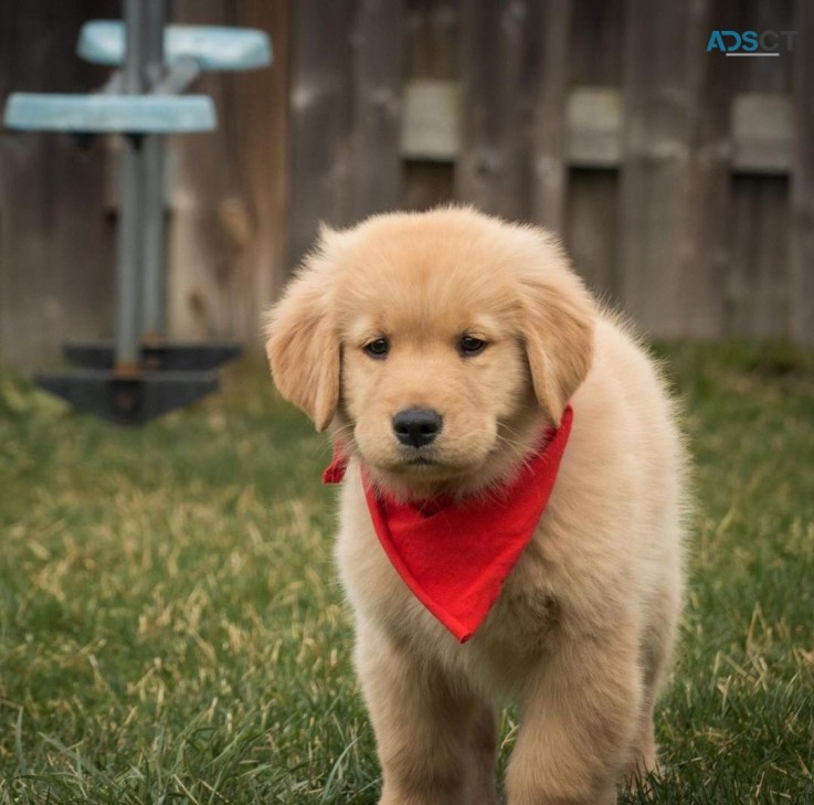 Golden Retriever Puppies Available