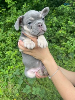 French Bulldog Puppies  for sale Now 