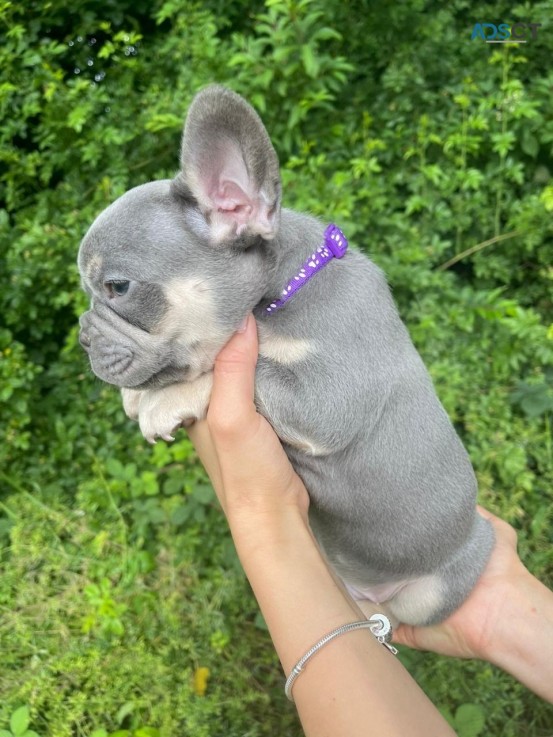 French Bulldog Puppies  for sale Now 