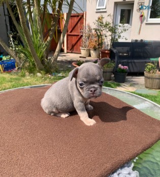 French Bulldog Puppies  for sale Now 