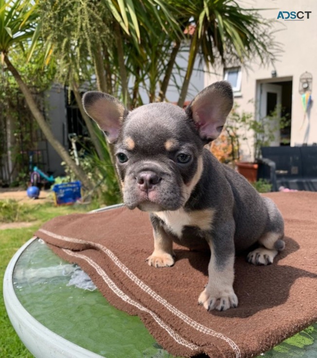 French Bulldog Puppies  for sale Now 