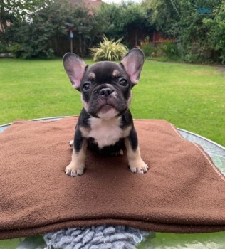 French Bulldog Puppies  for sale Now 