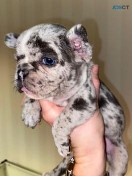 French Bulldog Puppies  for sale Now 