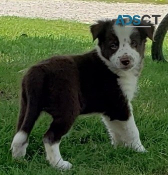 Border Collie pupppies for  sale