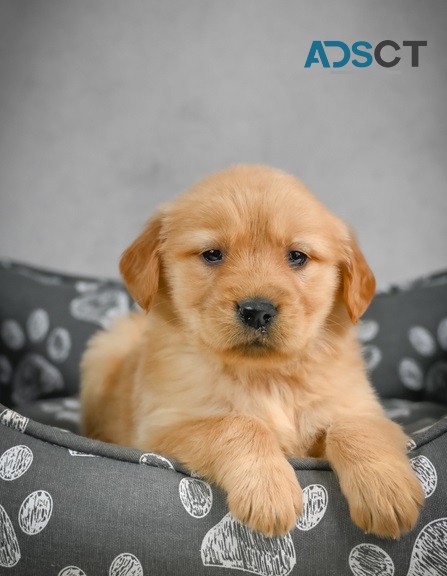 Golden Retriever pupppies for  sale