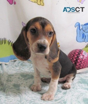 Precious beagle  Puppies available We ha