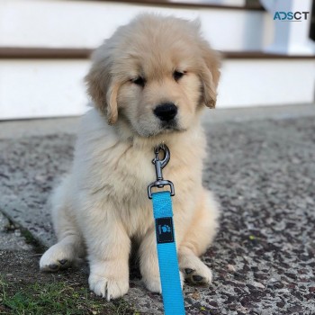 Golden Retriever Puppies Available