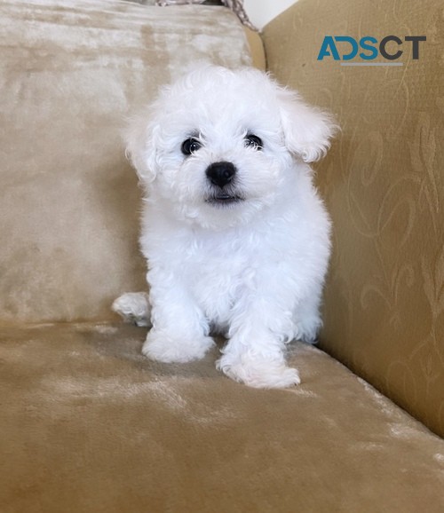 Bichon Frise Puppies ready for new home