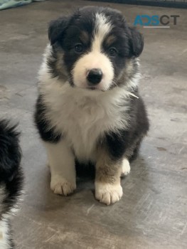 Border Collie Puppies