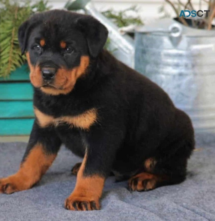 Rottweiler pupppies for  sale