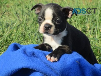 BOSTON TERRIER PUPPIES FOR SALE NEAR ME