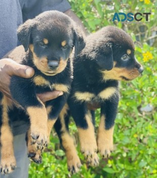 Rottweiler Puppies.