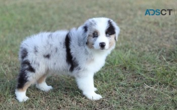 Australian Shapherd pupppies for  sale