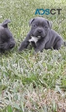 Saffordshire Terrier pups for  sale