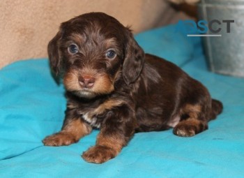 Dachshund Puppies Available.