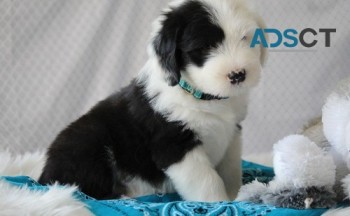 Old English Sheepdog