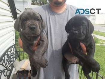 Cane Corso Italiano Male and Female