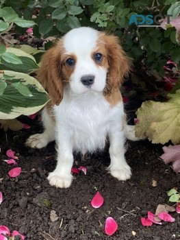 KC Cavalier King Charles Spaniel Puppies