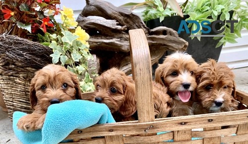 Beautiful Cavapoo Puppies Male and Femal