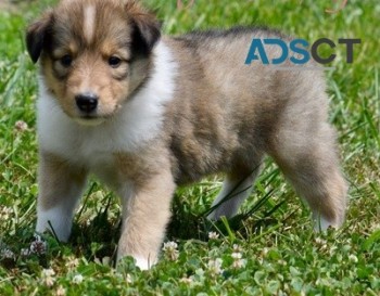 Collie Puppies